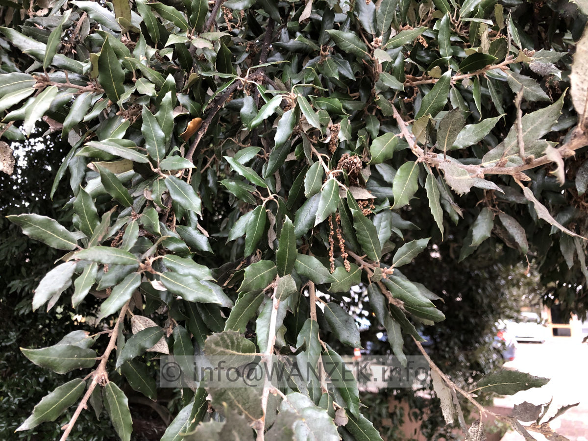 Elaeagnus angustifolia 02.JPG